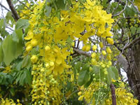 Cassia fistula